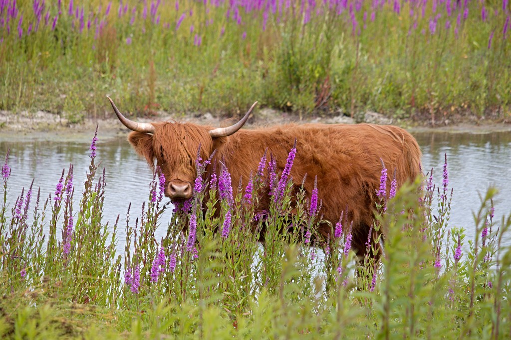 tiengemeten natuur natuurgebied natuurmonumenten hdr schotse hooglanders rien poortvliet museum eiland polder platteland